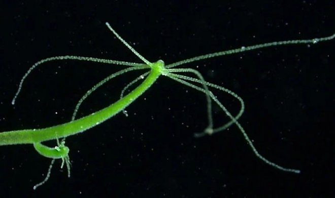 Кракен аватарка маркетплейс